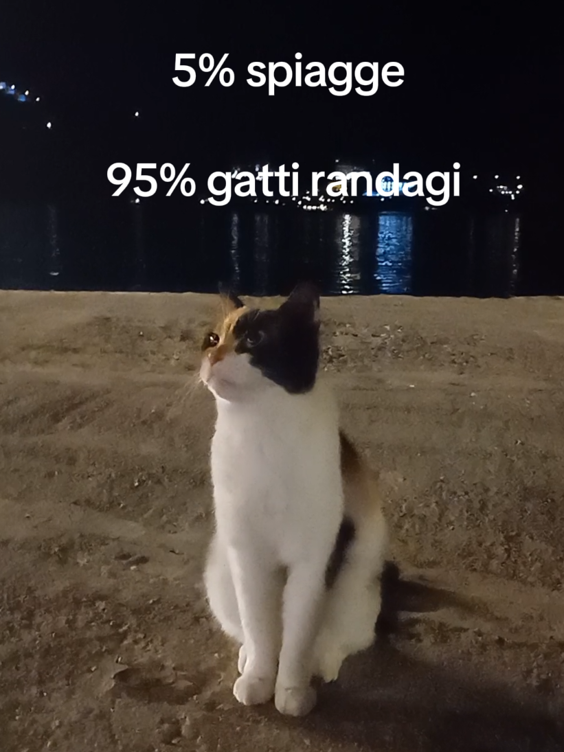 @rio.supercat