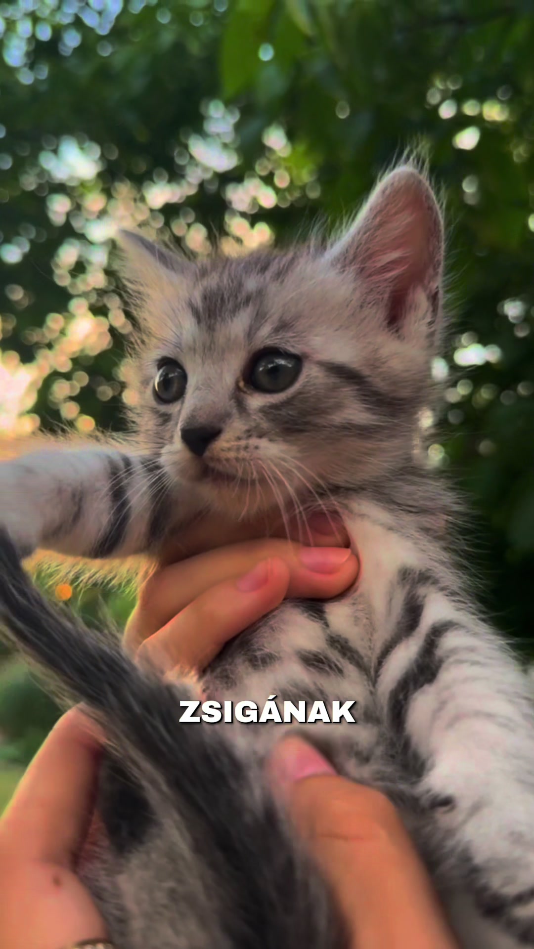 @zsiga zsombor