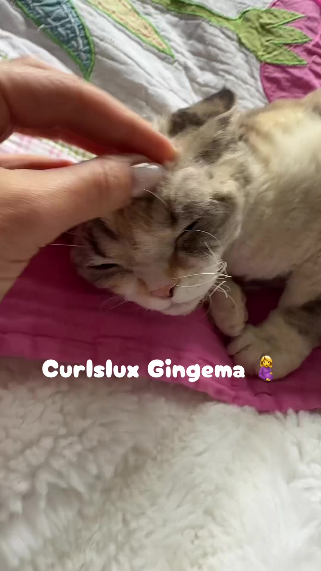 @Curlslux cattery!!🇺🇸