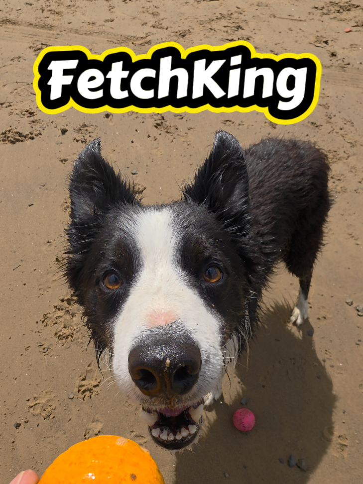 @FetchKing