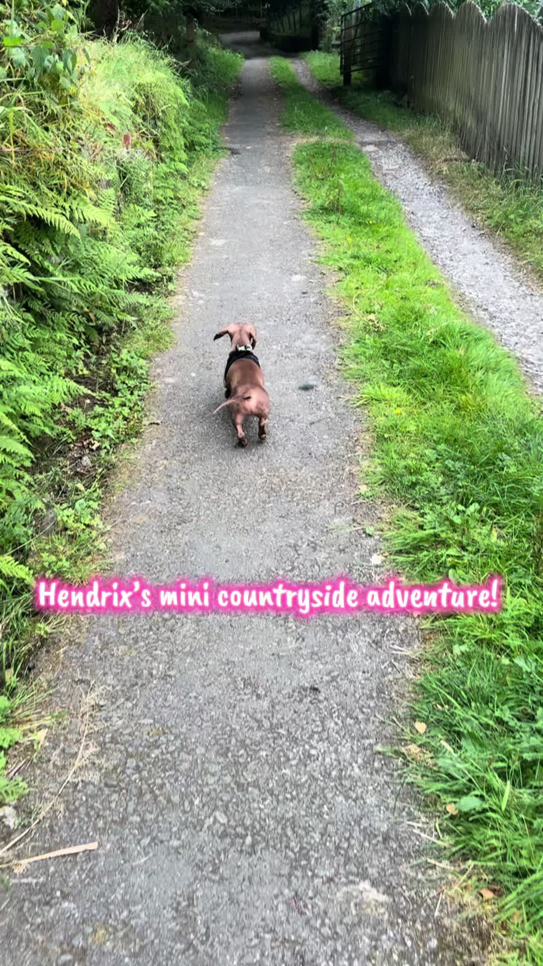 @TheHendrixReport