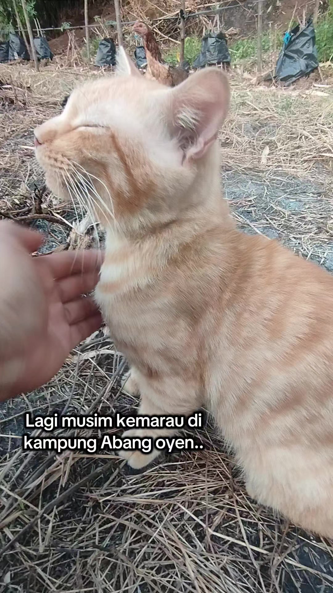 @Shanshan Ngapruk