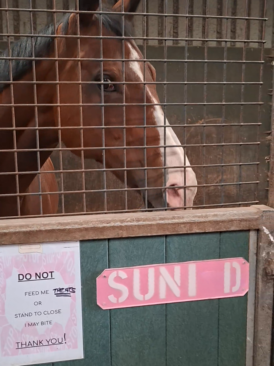 @Life with Suni D 🐴
