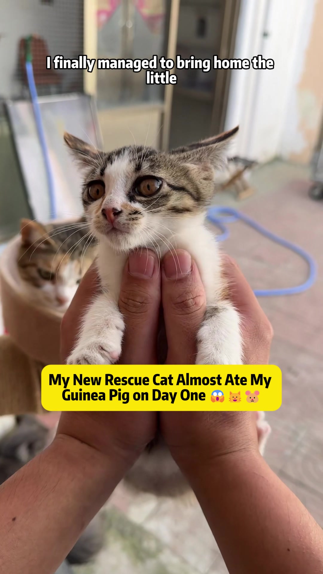 @Stray Cat Talkz