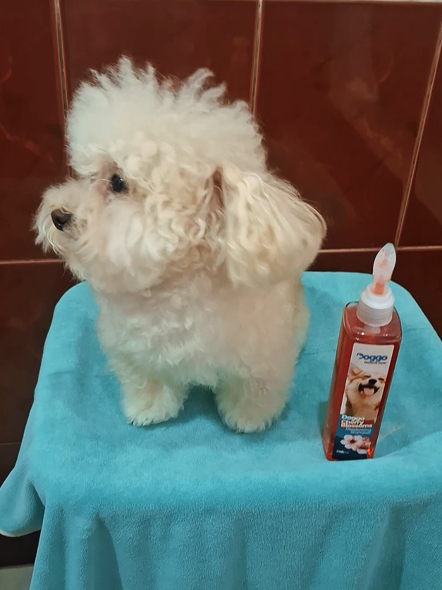 @Maisy Mouse 🐩🐾❤️🇵🇭