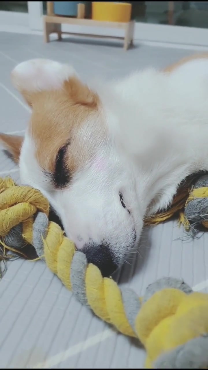 @레몬바라보리