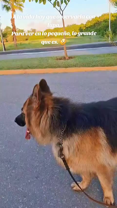@Cachorretezeus