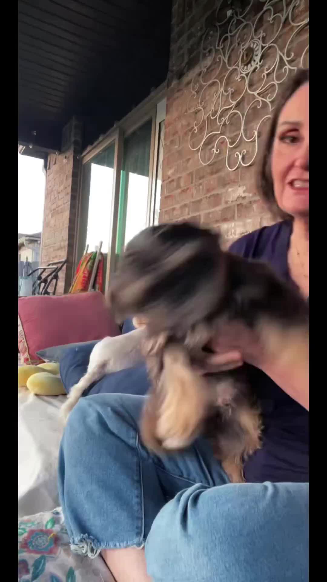 @Twilight Shih Tzu