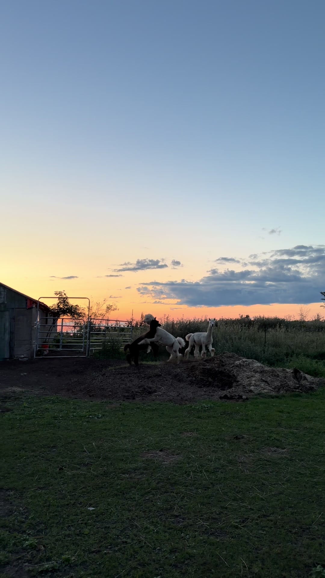 @Useless Farm