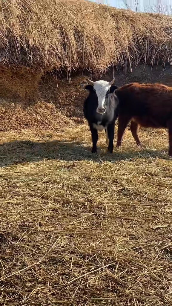@Наурызбек