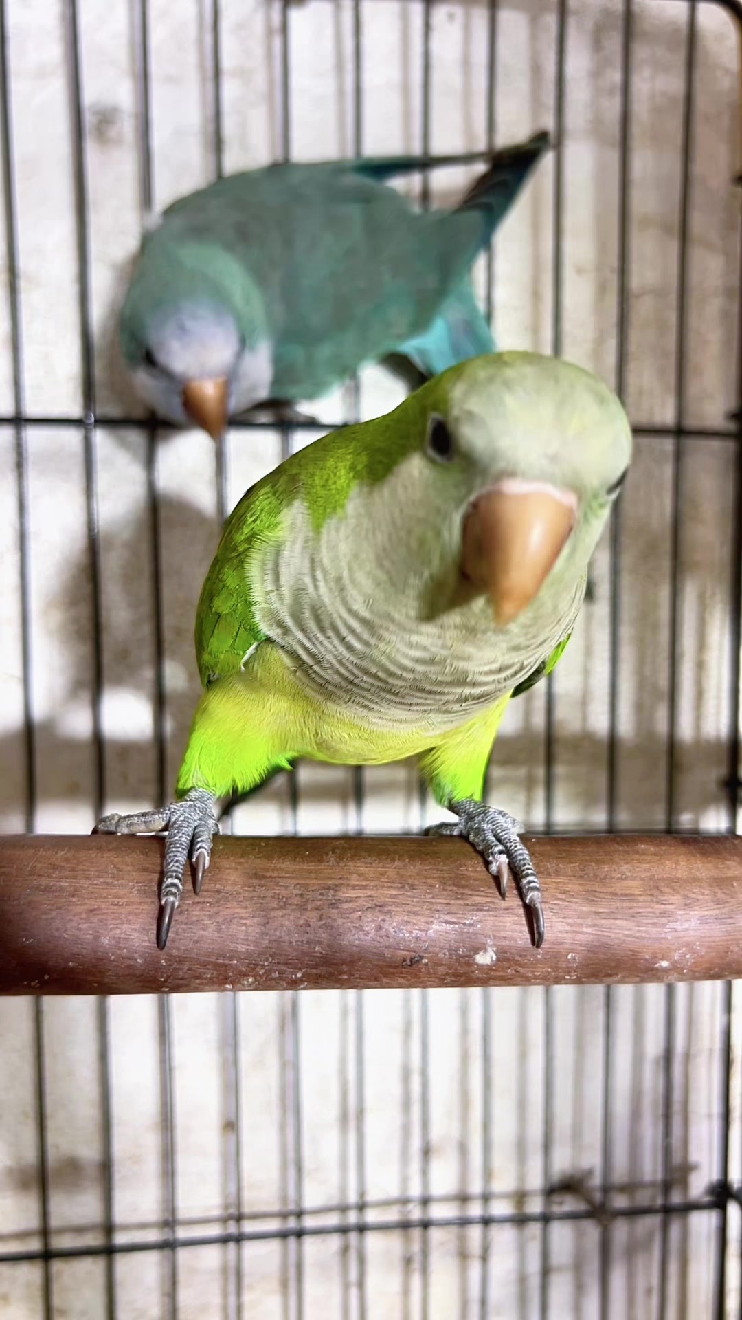 @Usama pet shop Karachi