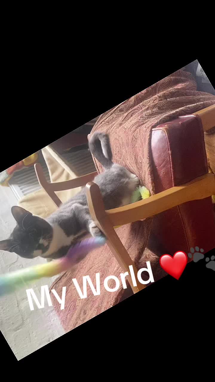 @Madeleine’s Moggies 😸