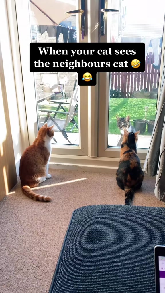 @😺Timothythecat0😺