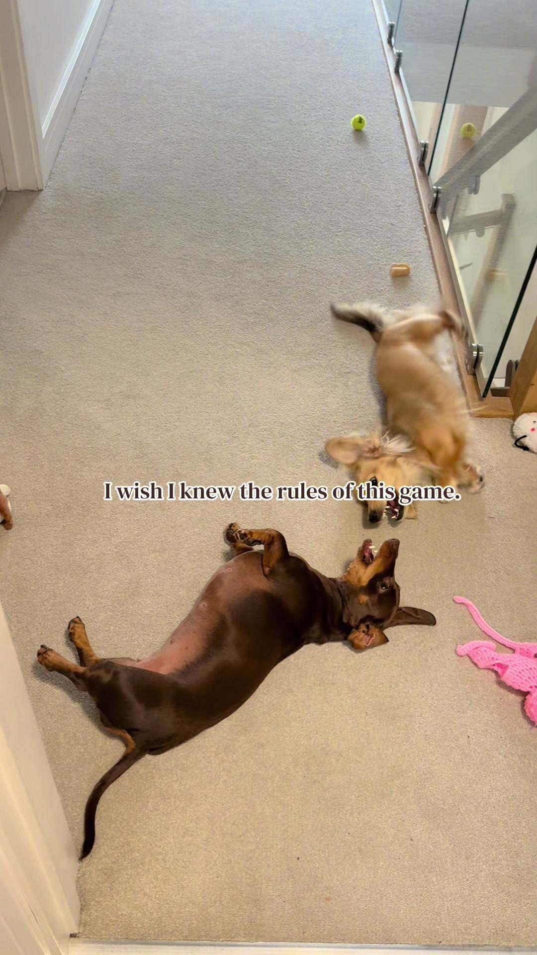 @sausagedogsisters