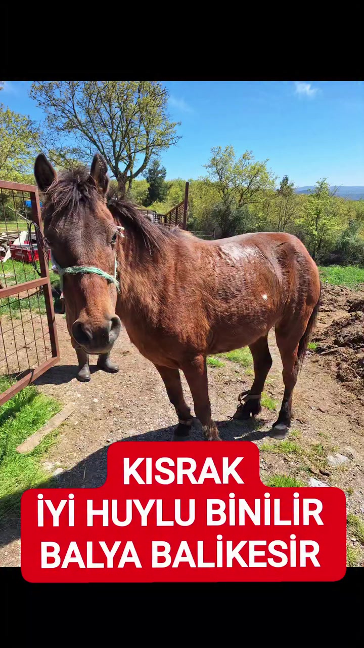 @ismail