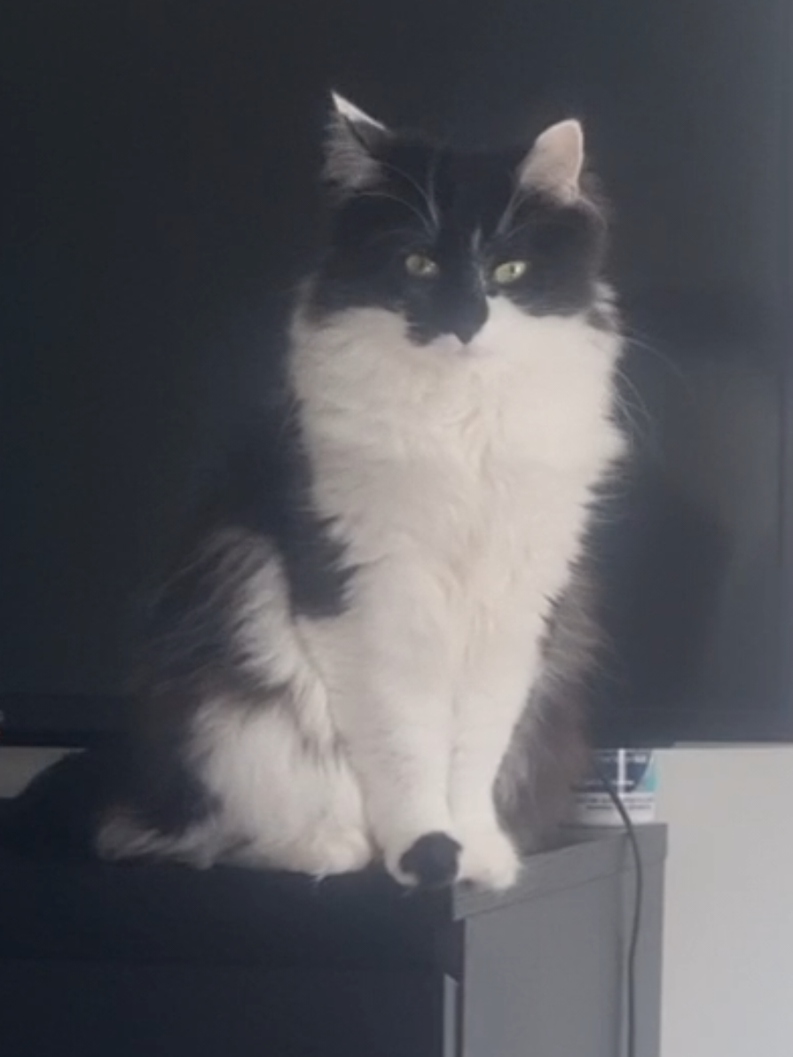 @2catlife