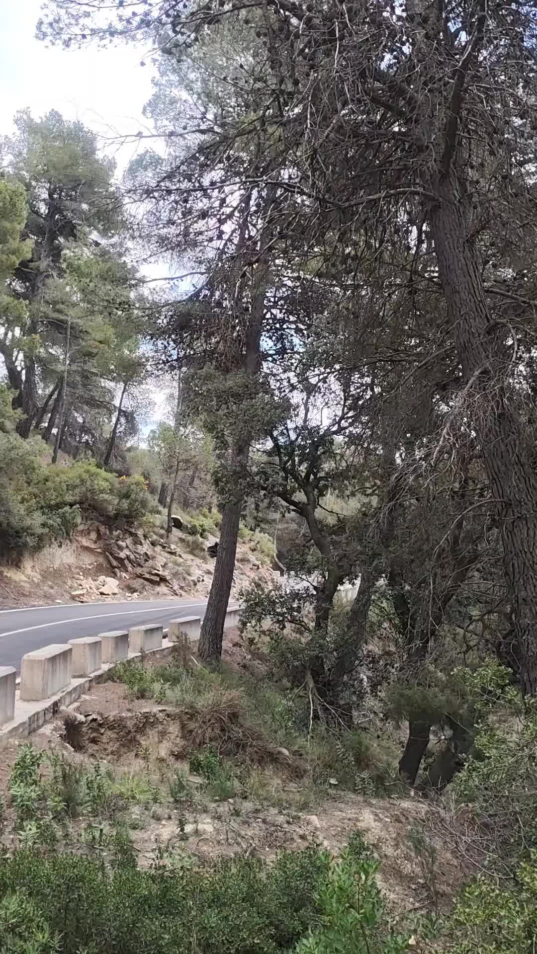 @RexusSimracing