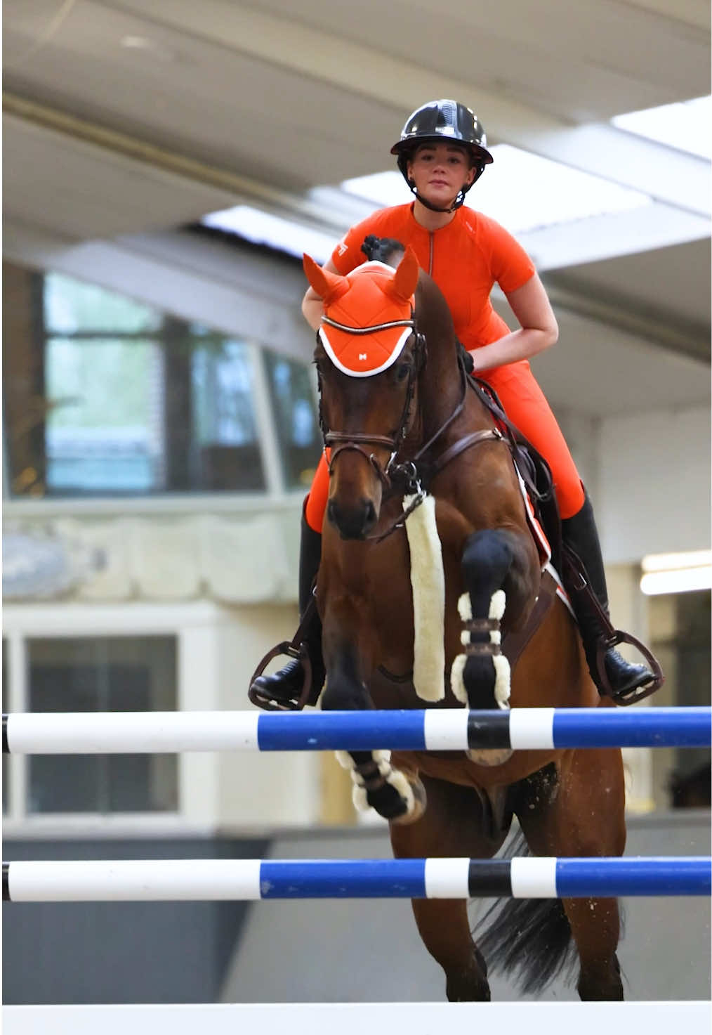 @Maximilian Equestrian