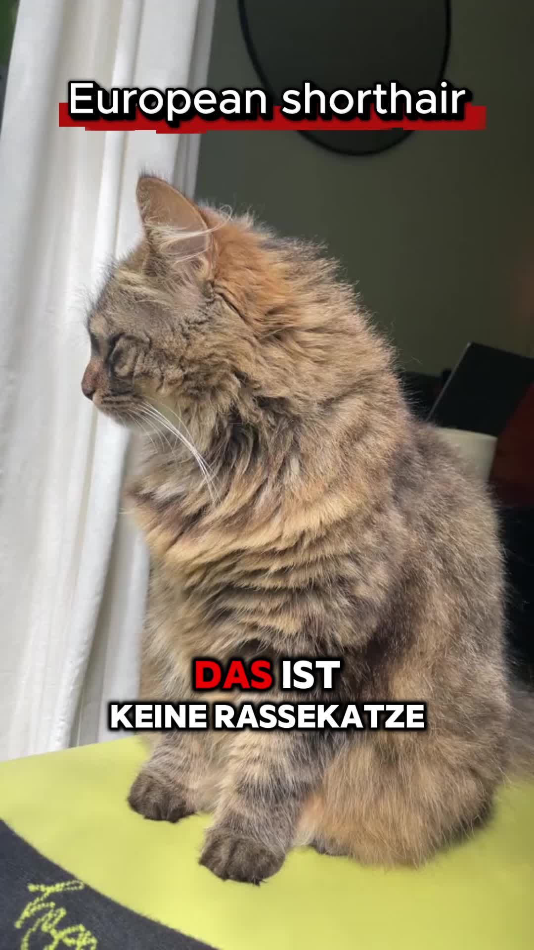 @vbrazcibm8