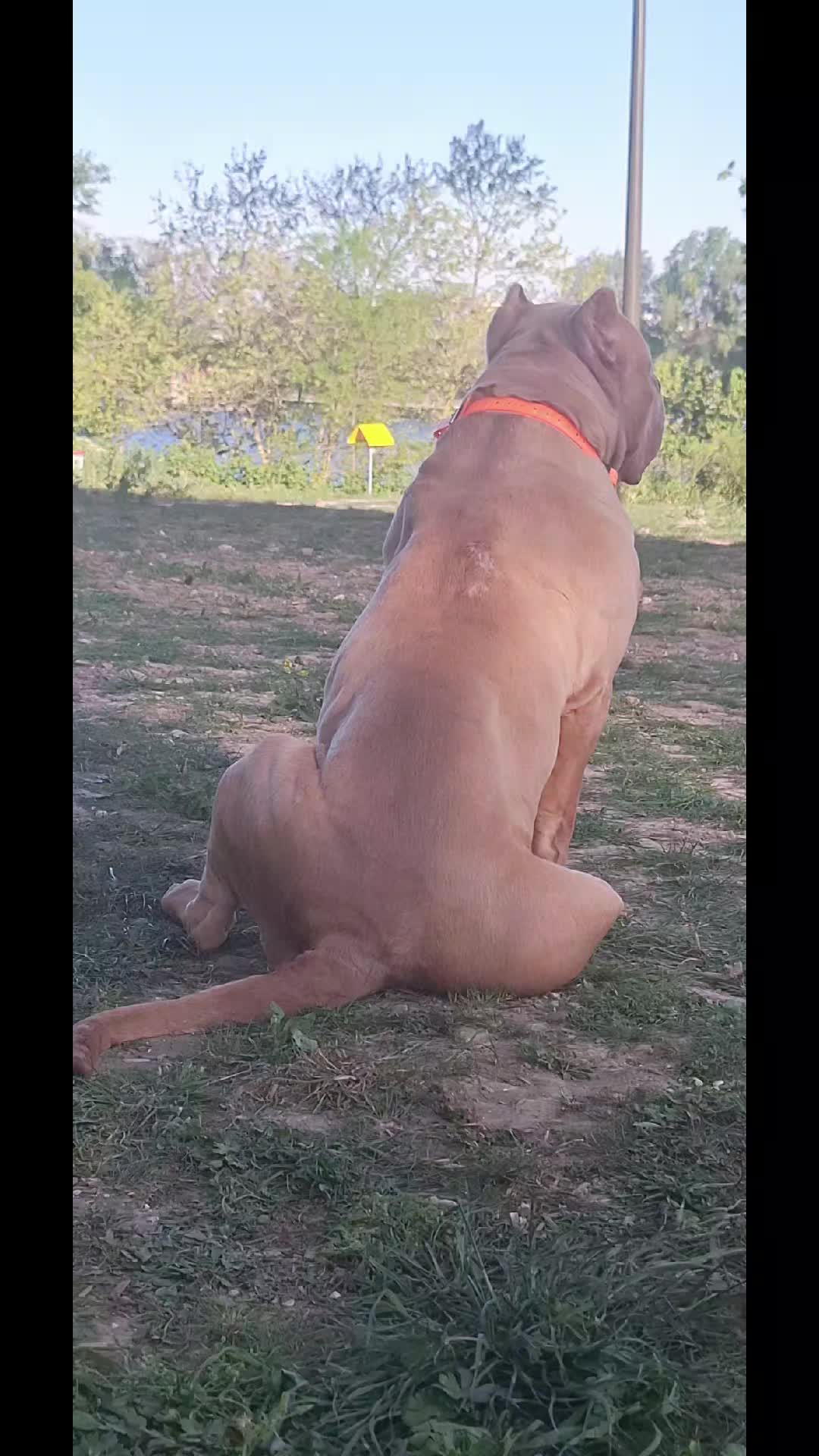 @AKATSUKI BULLY KENNEL 🇭🇹🇫🇷