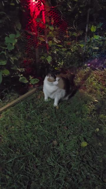 @mi gata la más hermosa