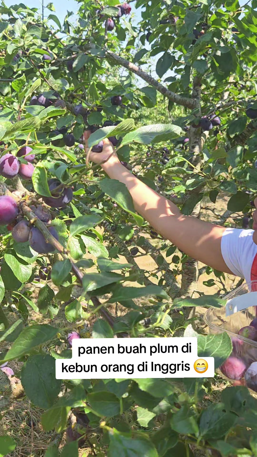@Mak Nur