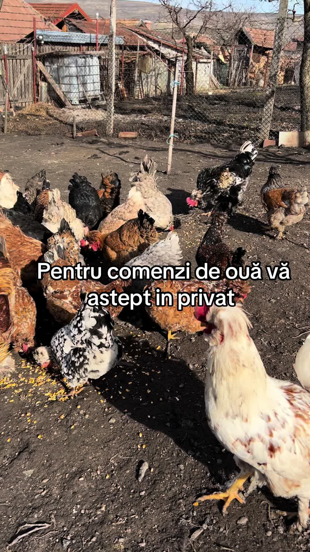 @Găini Moțate Românești
