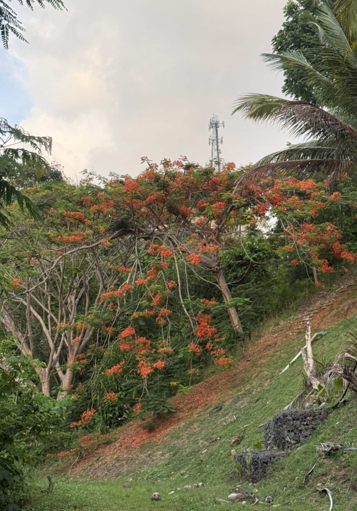 @Belton Tyrone 🇵🇷