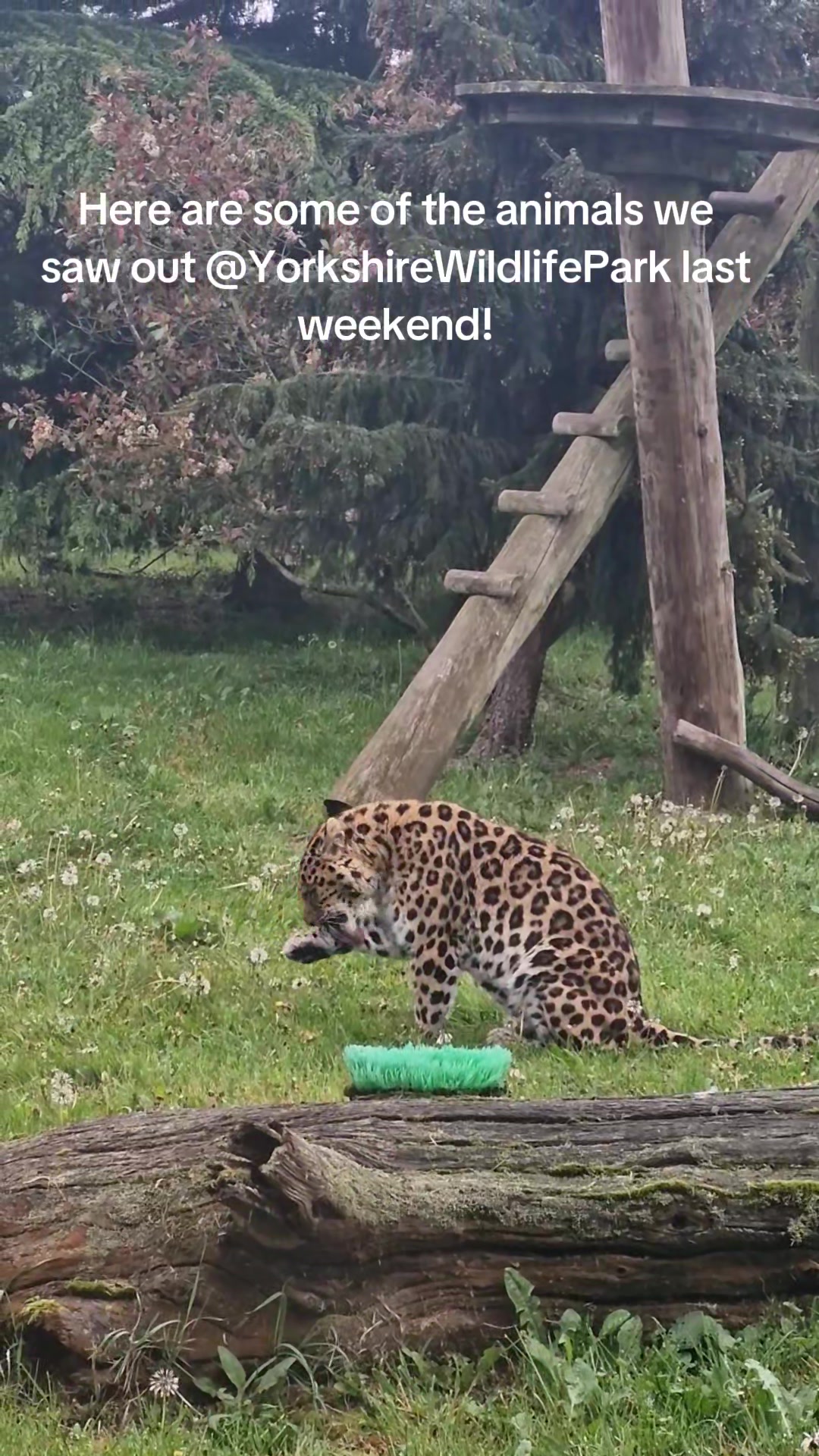 @Amber's Animal Adventures