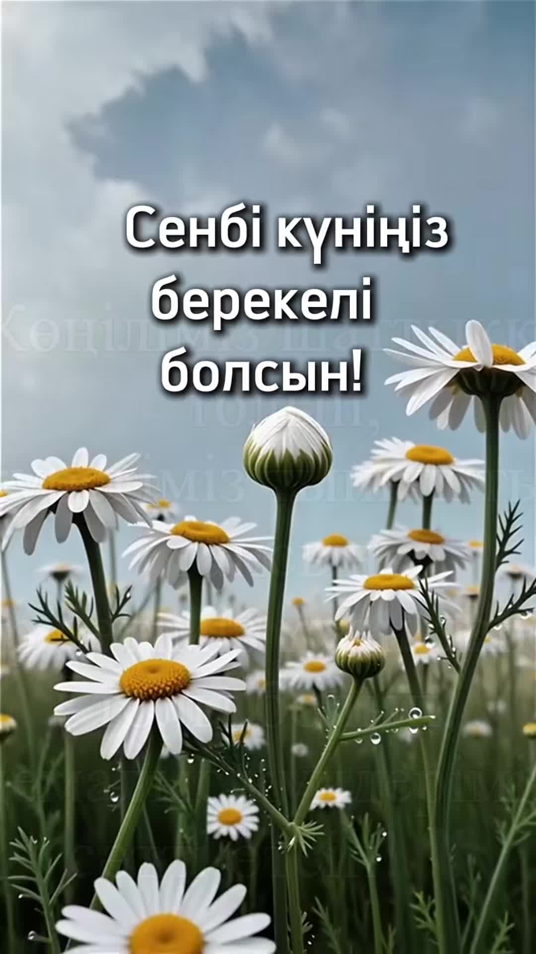 @aray_dinasil