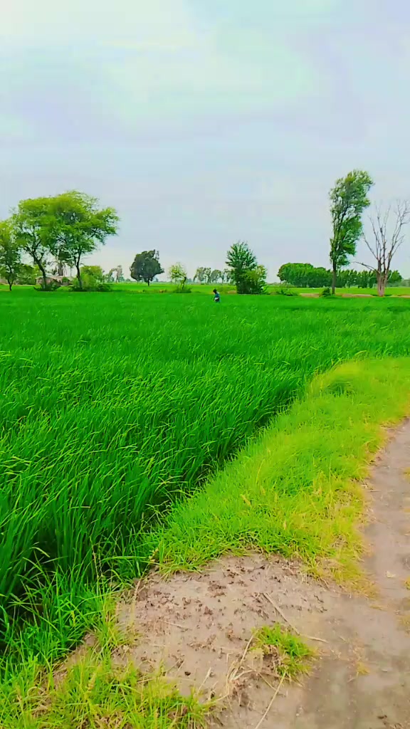 @zafarullah
