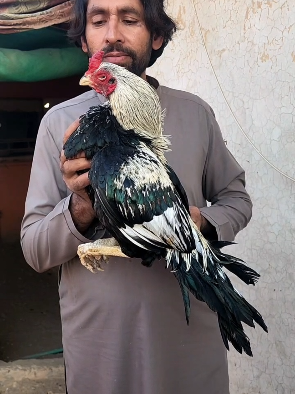 @Sajjad Aseel Farm