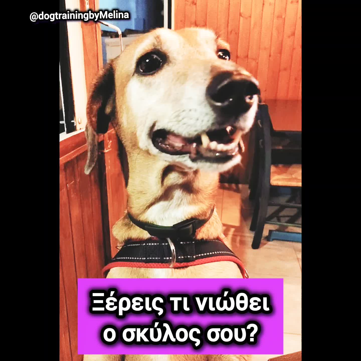 @dogtrainingbymelina