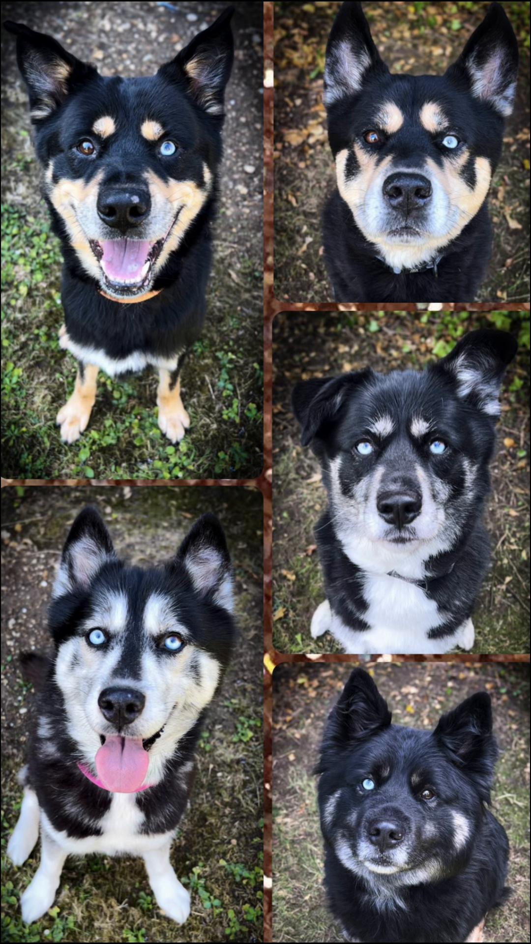 @Pawsome Fivesome