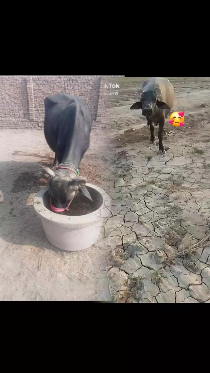 @parvaizali