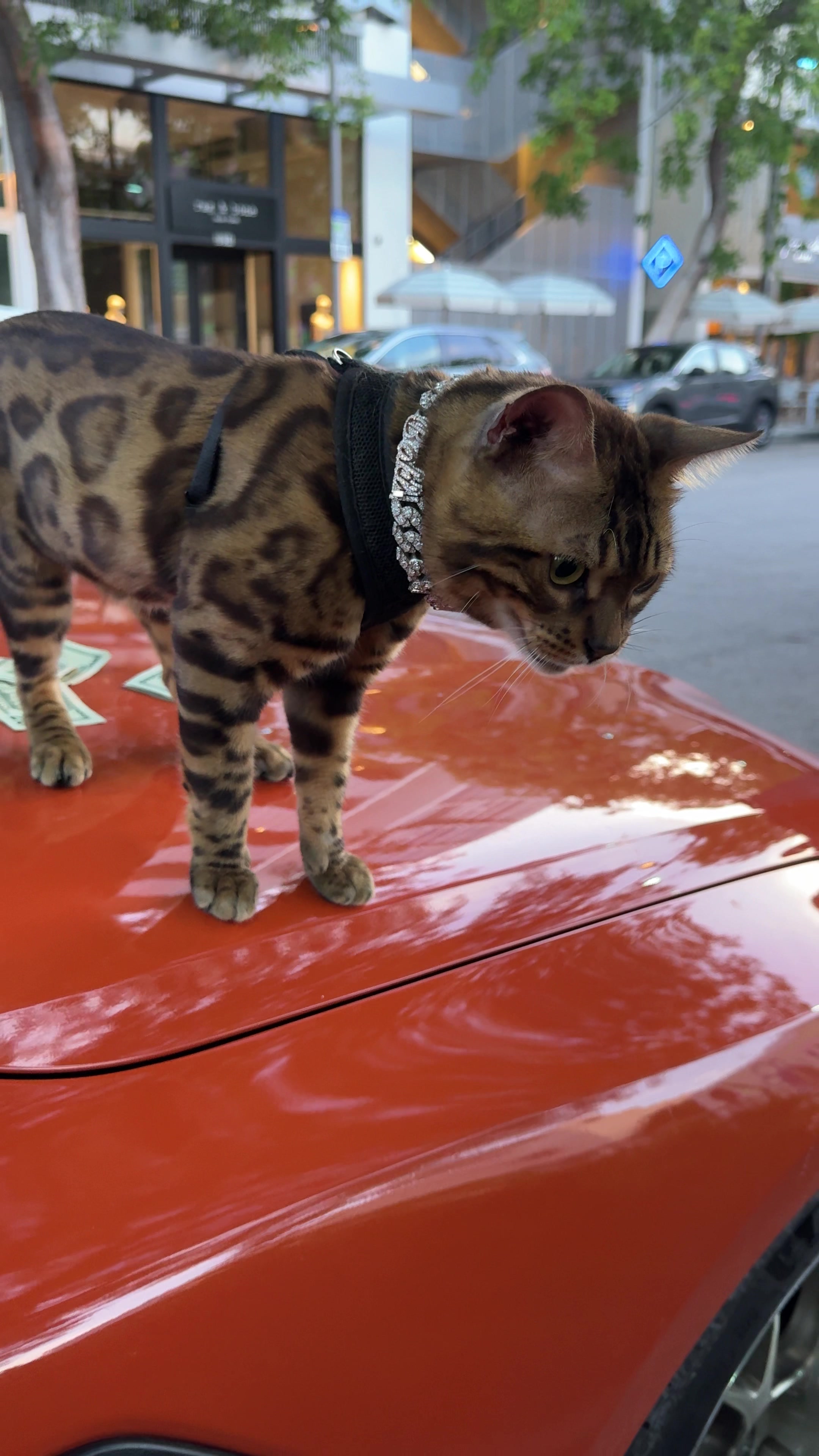 @Bengal Cats