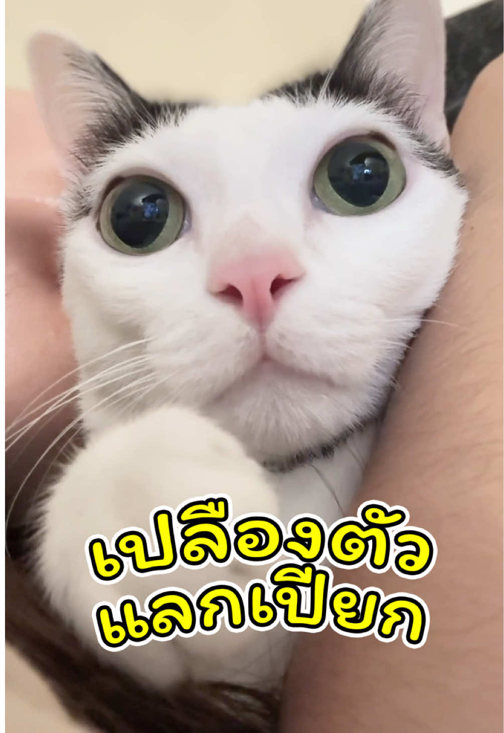 @แชปครองโลก