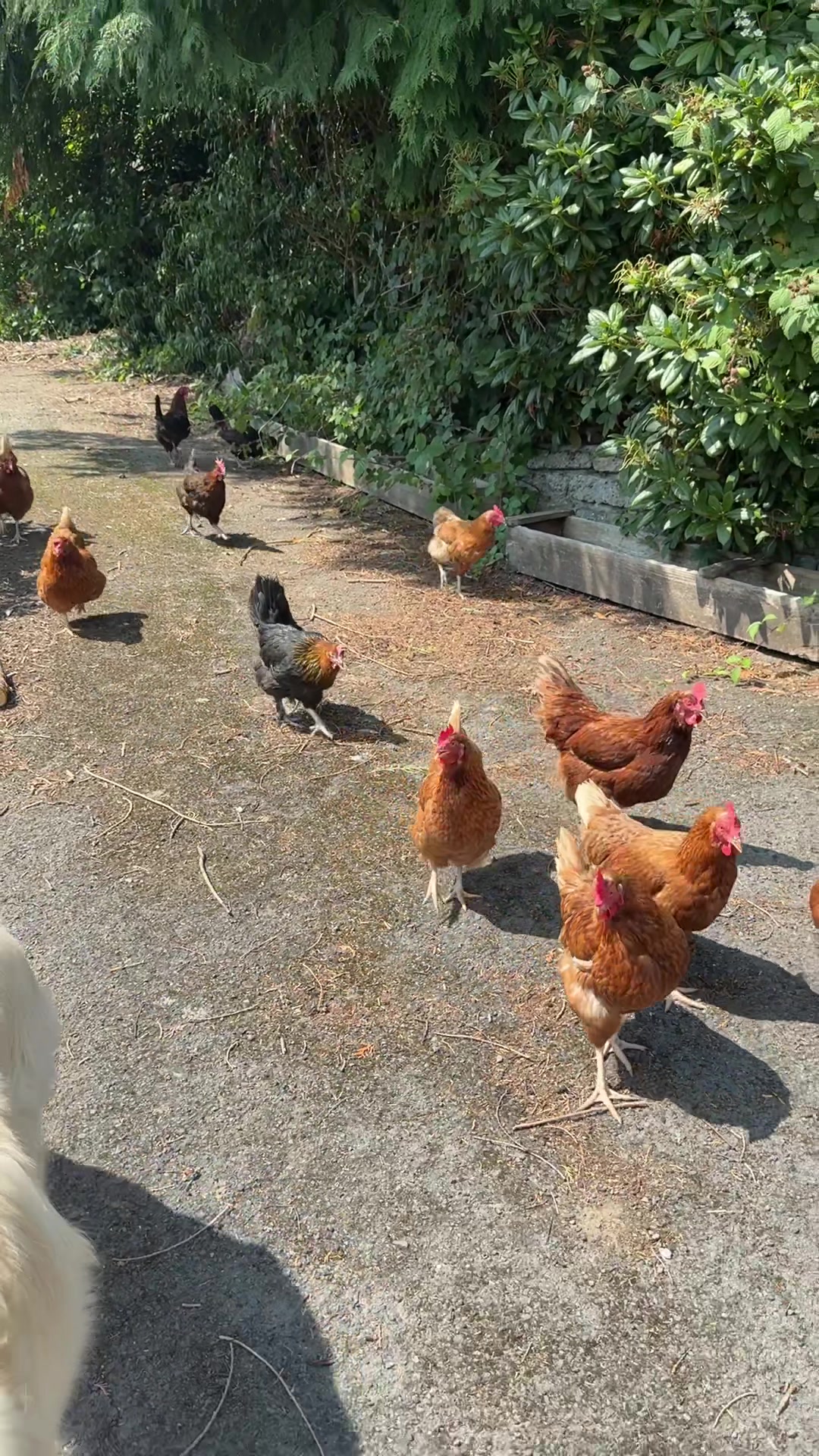 @Welsh Chicken Ranch