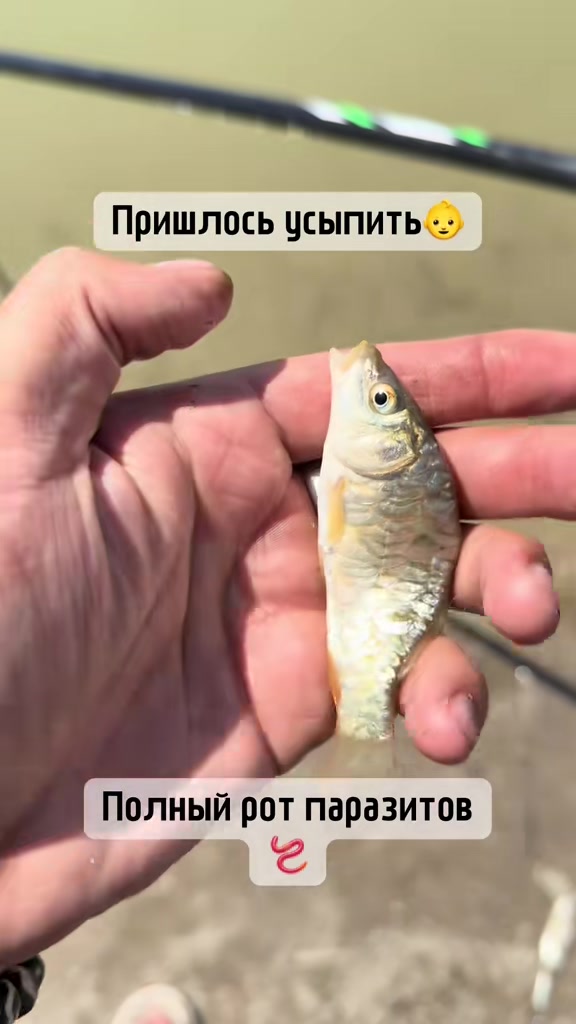 @АзиАтский СтрАнник 🦈