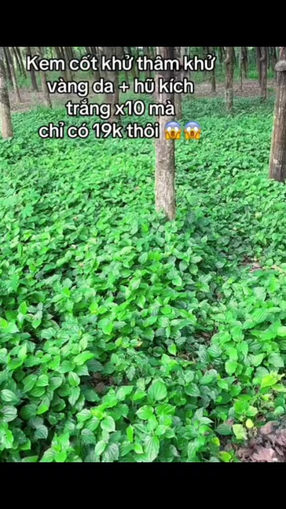 @B&iacute;ch Ngọc DIỆU B&Aacute;U