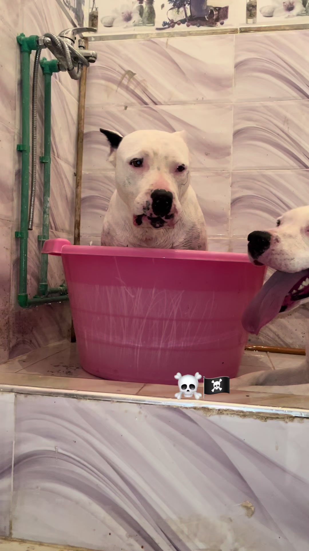 @DOGO ARGENTINO R.A.S🇦🇷🔥