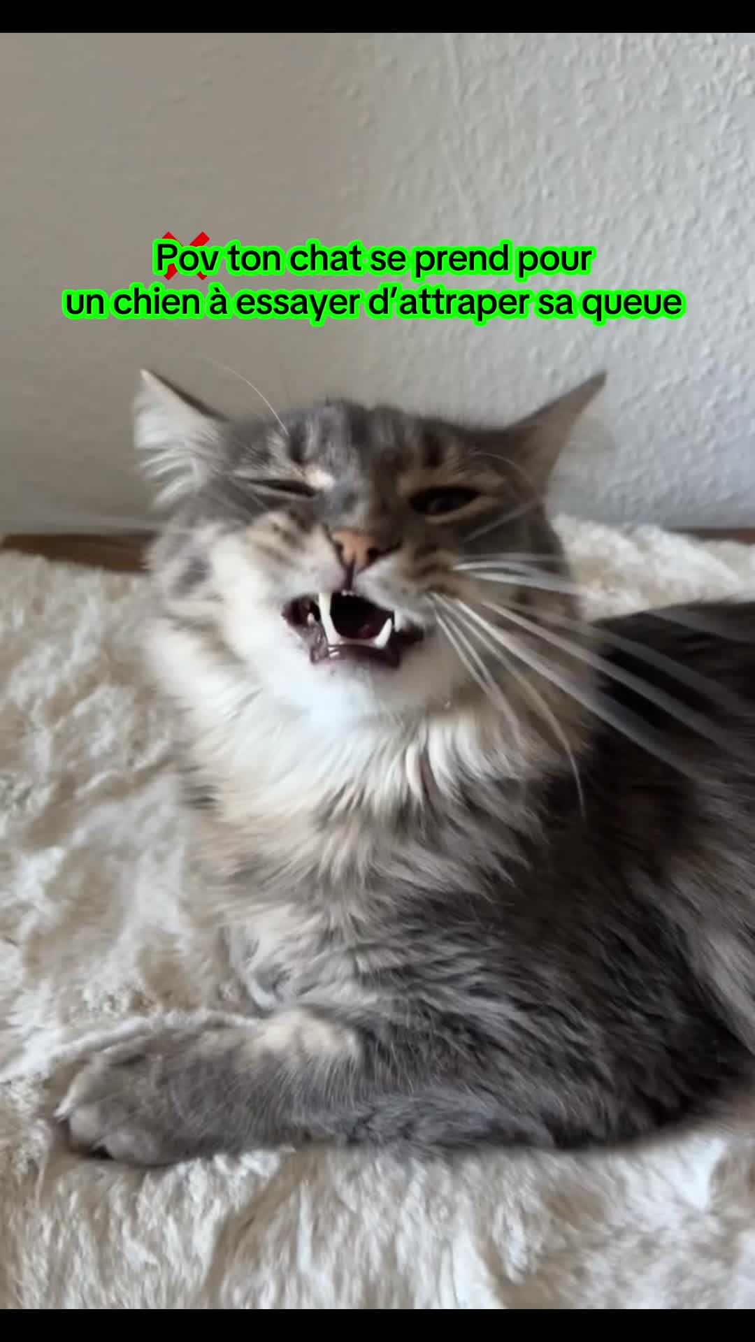 @Had&egrave;s & Zeus 🐱⚡️