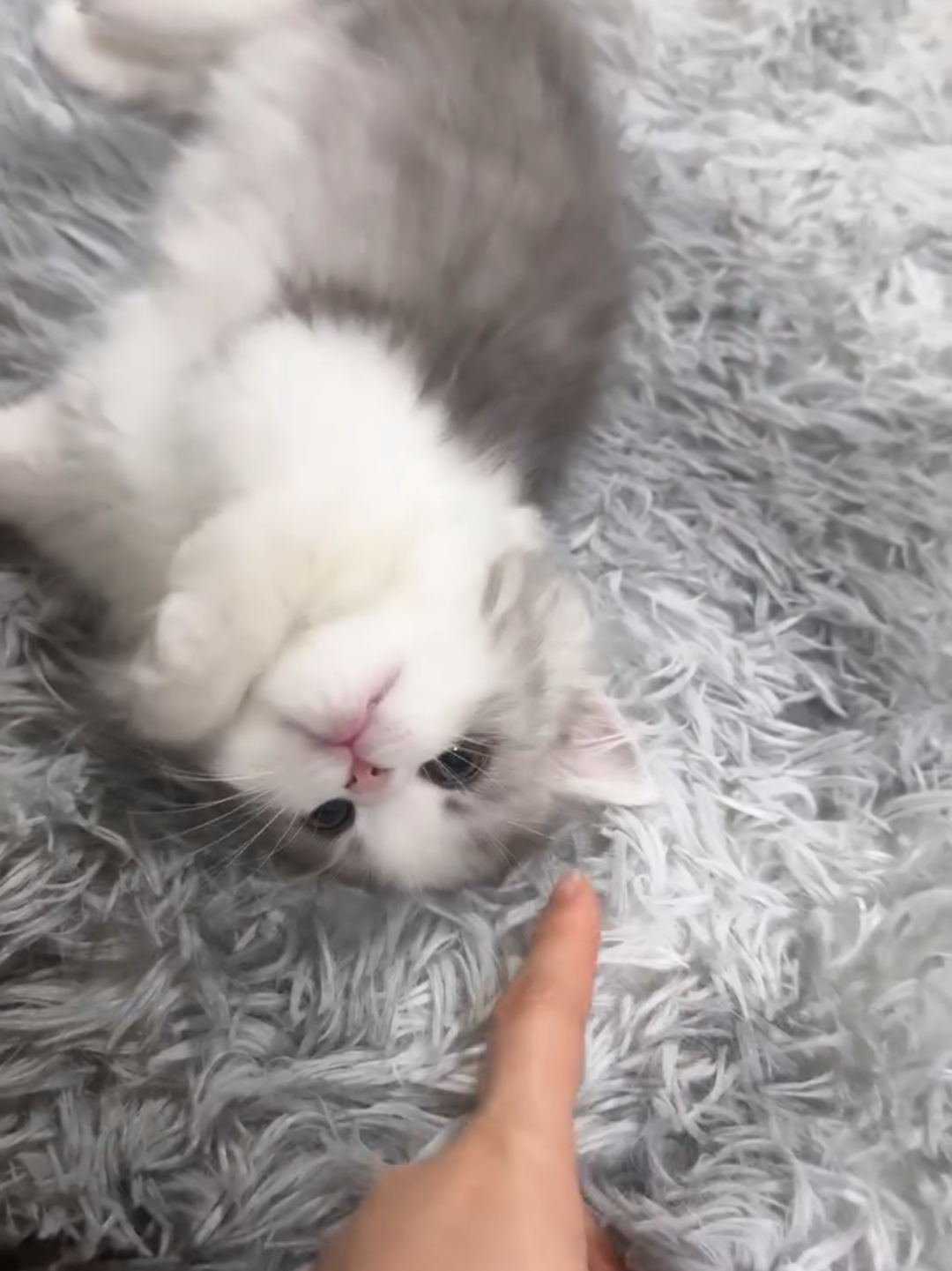 @Chonky World Of Cats