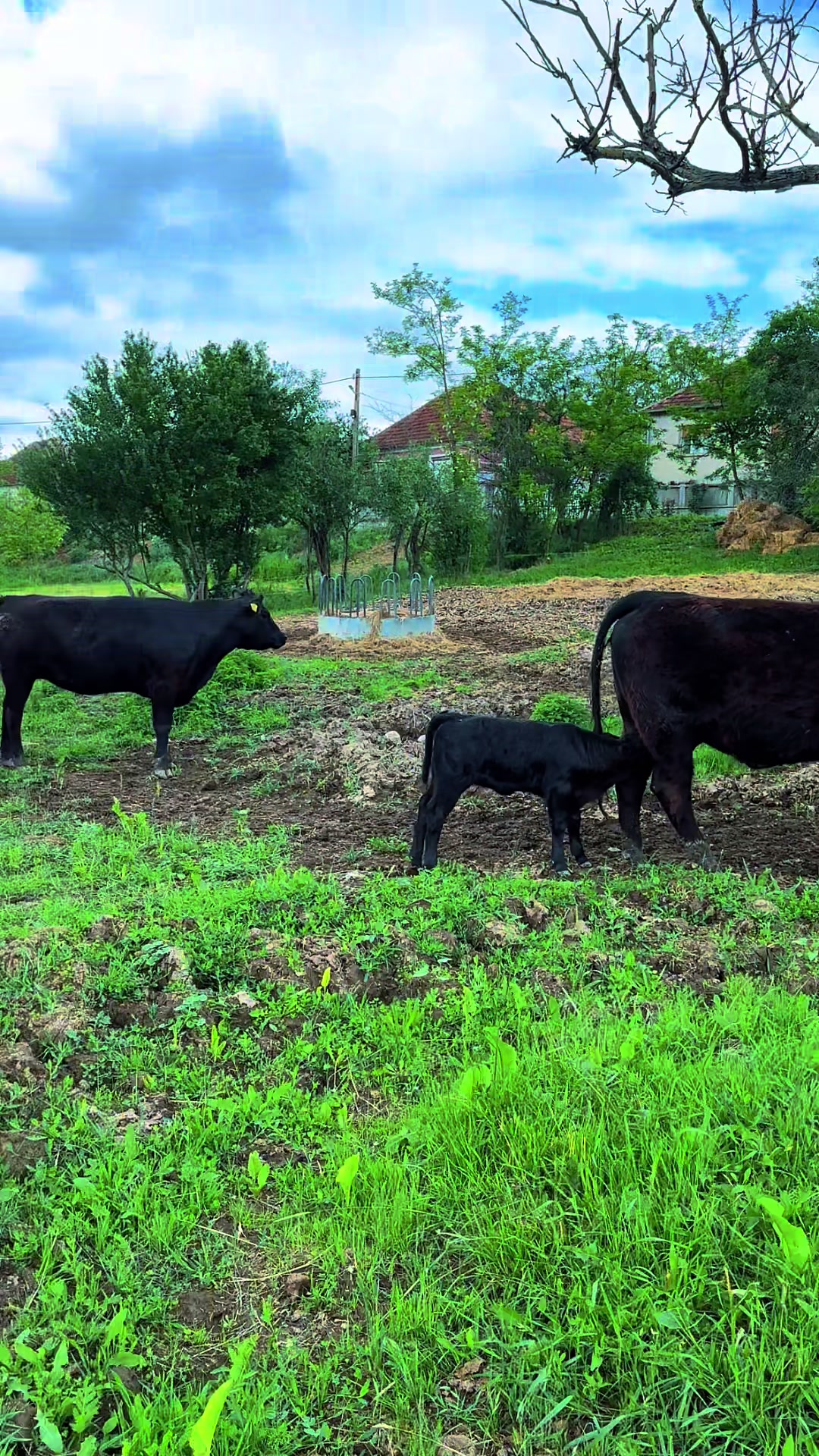 @aberdeen angus🇷🇴