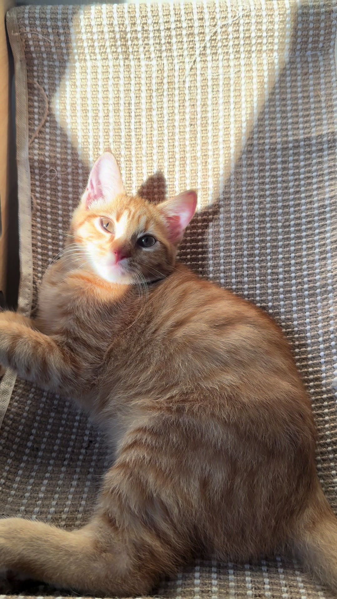 @It’s MEow