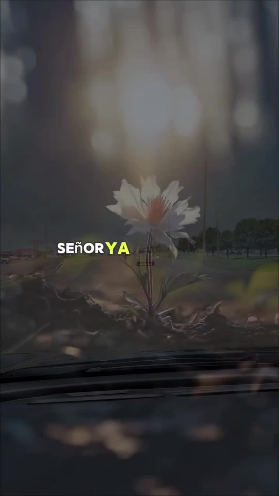 @Lily 🦋✨️😍