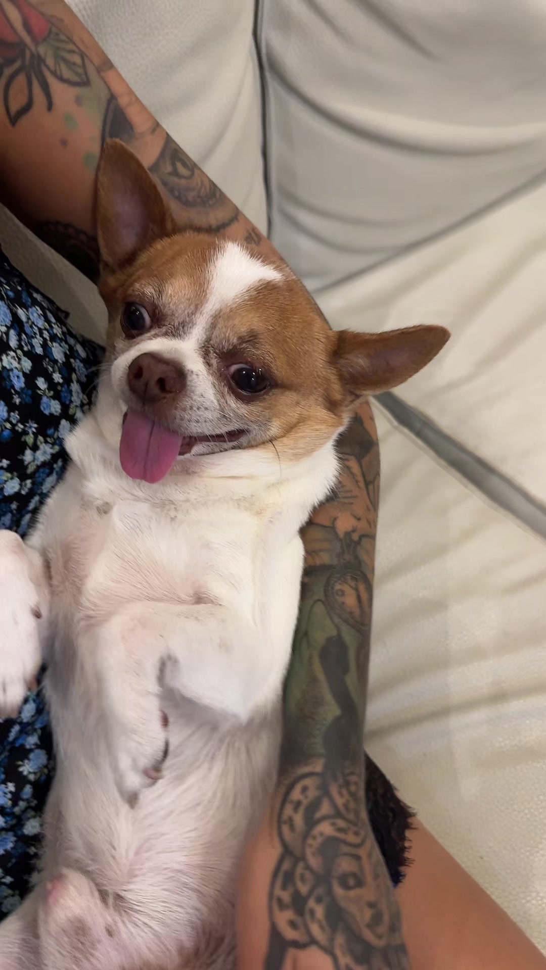 @Ninja_chihuahua