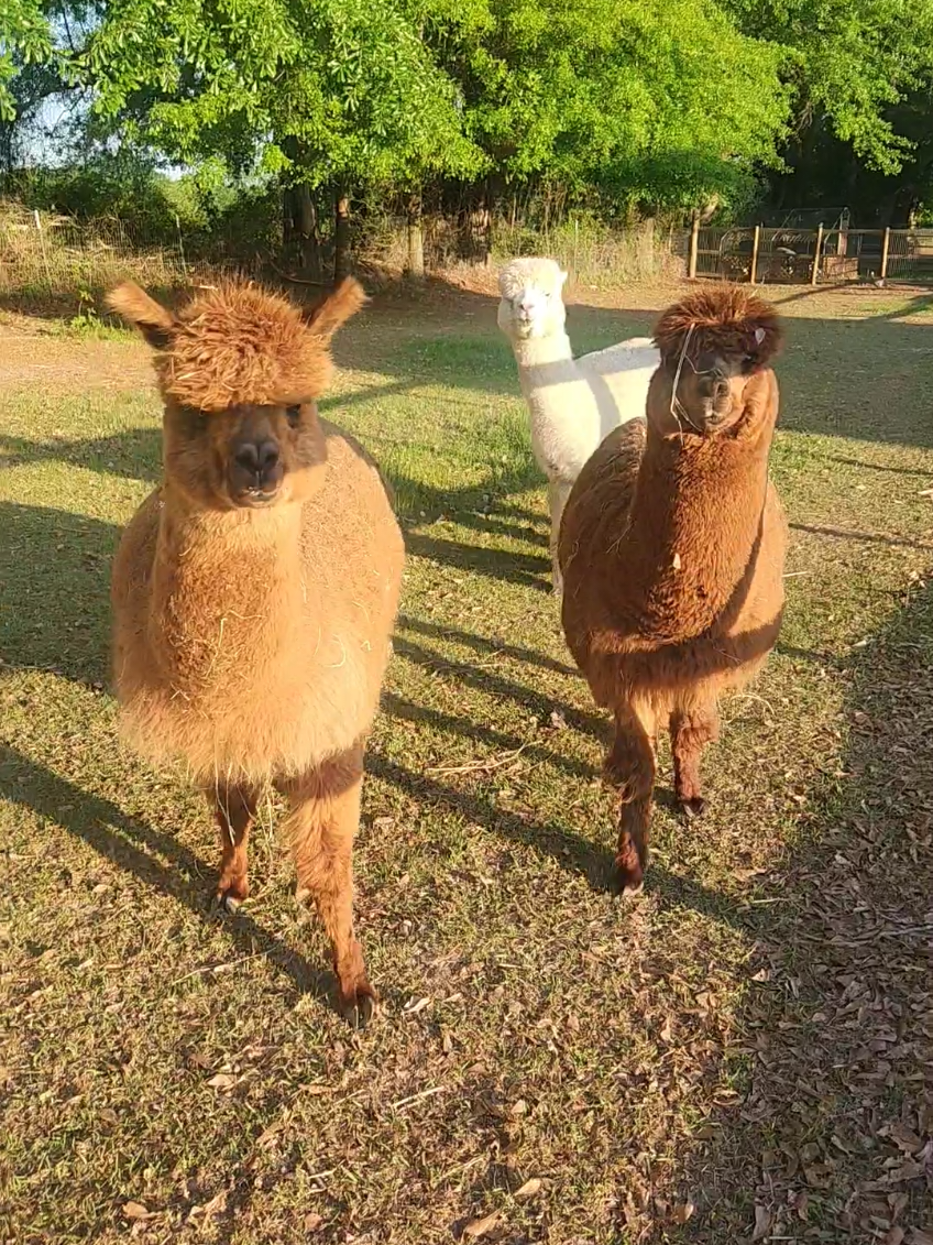 @alpacalypsenow
