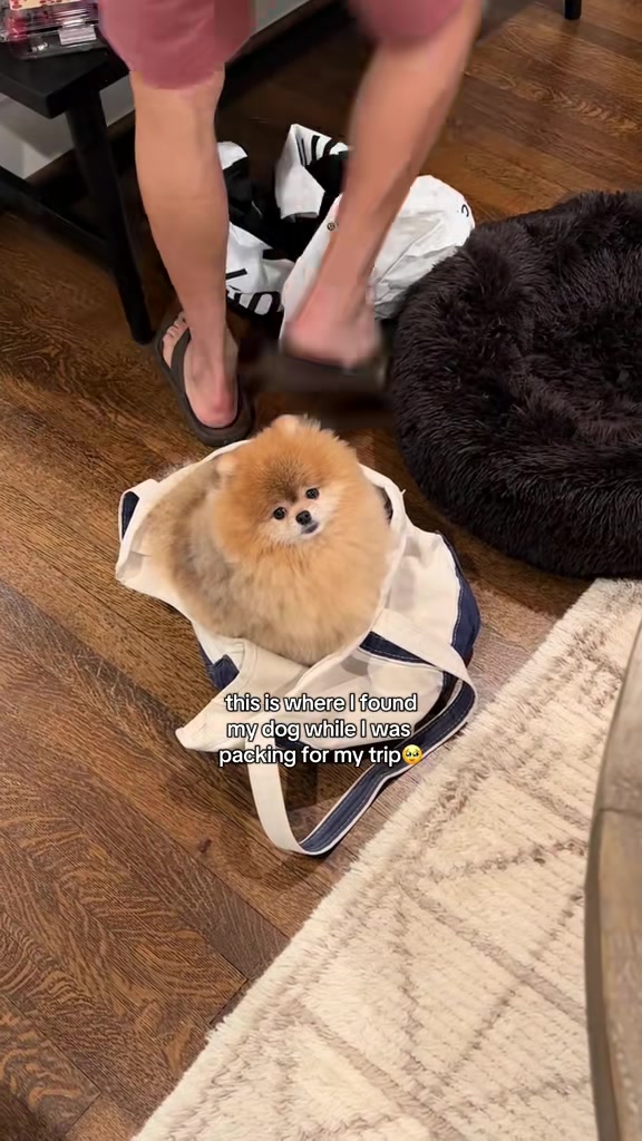 @Keanu the Pomeranian