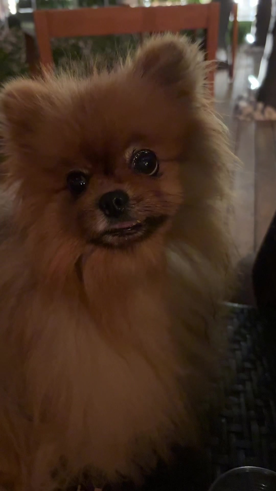@Flamy Pomerania